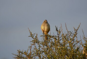 la maravilla de las aves en la naturaleza