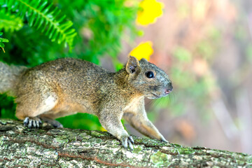 Naklejka na ściany i meble A cute squirrel is running on a wooden bridge in the jungle