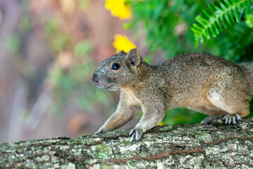 Naklejka na ściany i meble A cute squirrel is running on a wooden bridge in the jungle