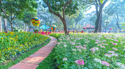 Garden flowers ecology in Tao Dan park with Cleome spinosa flower field to attract more tourists, photographs travel morning Lunar New Year © huythoai