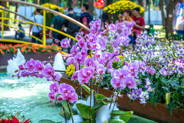 Phalaenopsis orchids flowers bloom in spring lunar new year 2023 adorn the beauty of nature, a rare wild orchid decorated in tropical gardens 
