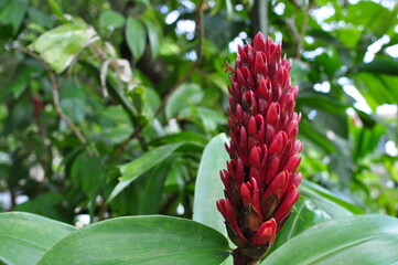 tropical flower, red flower