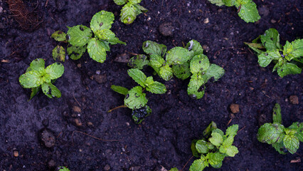 Above view seedling of Thai mint trees. Fertility of the soil that is black and wet.