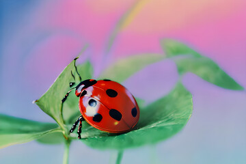 ladybug on green leaf.
Generative AI
