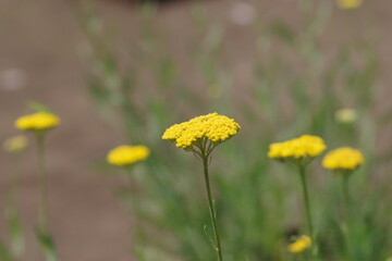 Obraz premium キバナノコギリソウ