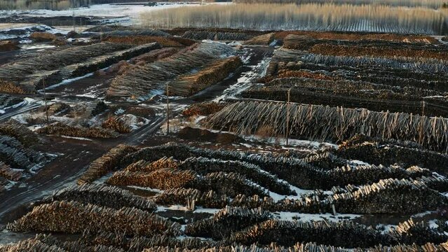 Aerial view of gigantic stockpiles of harvested trees from Canadian industrial forestry business