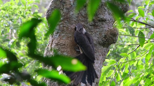 An individual arrives from the right to feed then flies away towards the right, White-throated Brown Hornbill Ptilolaemus austeni, Thailand.