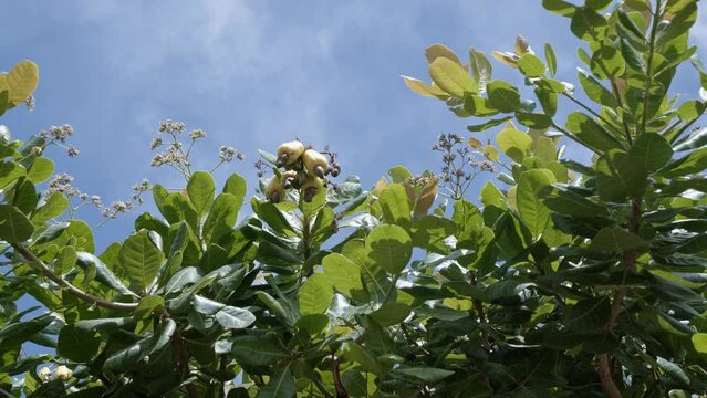 Below shot looking up at yellow ripe exotic tropical cashew fruit growing on a tree ready to be harvested for juice in the state of Rio Grande do Norte in Northeastern Brazil near Natal in summer