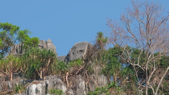 Seen with in plants and trees on top of the mountain moving towards the left. Mailand Serow Capricornis sumatraensis maritimus, Thailand.