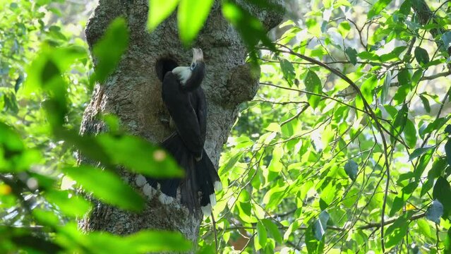 Feeding the parent inside to sustain then flies away towards the right of the frame, White-throated Brown Hornbill Ptilolaemus austeni, Thailand.