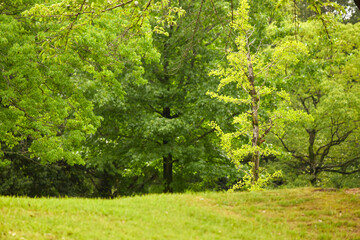 朝の真夏の公園の静かな風景