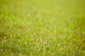 真夏の公園の美しい芝生の風景