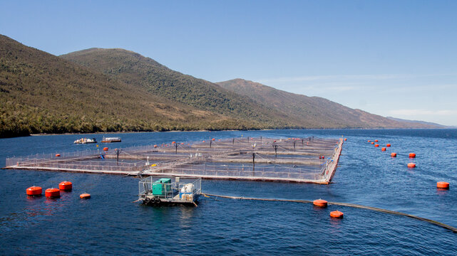 balsa jaula salmones en fiordo