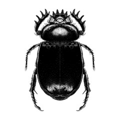 Scarab Beetle hand drawing vector isolated on background.