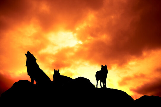 silhouettes of a pack of wolves at sunset 