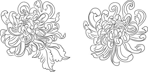 colorful flower with chrysanthemum for printing on background. Chrysanthemum flower vector for tattoo design.Japanese floral illustration for doodle art on white isolated background.
