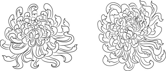 colorful flower with chrysanthemum for printing on background. Chrysanthemum flower vector for tattoo design.Japanese floral illustration for doodle art on white isolated background.