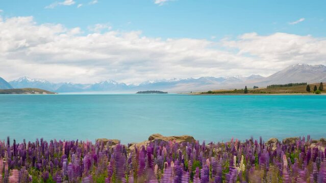New Zealand Mountain Lake Flowers Landscape Time Lapse.
