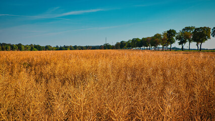 rape - golden wheat field  - Harvest - Concept - Farmland - Blue - Sky - Sunset - Ears - Beautiful - Nature - Landscape - Background - Sunny - Day - Ecology - Bio	