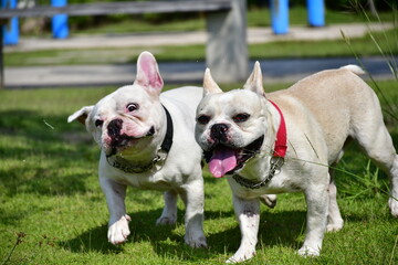 Fototapeta premium Two French bulldogs running in a park on a sunny day