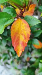 Obraz premium autumn leaves