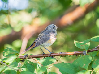 The common redstart, Phoenicurus phoenicurus, young bird, is photographed in close-up sitting on a branch against a blurred background.
