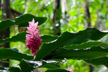 pink and green tropical flower in hawaii