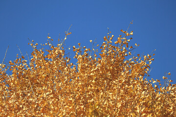 Yellow leaves and autumn sky