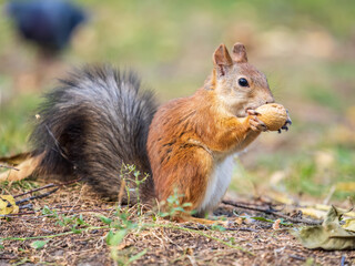 Autumn squirrel with nut sits on green grass with fallen yellow leaves