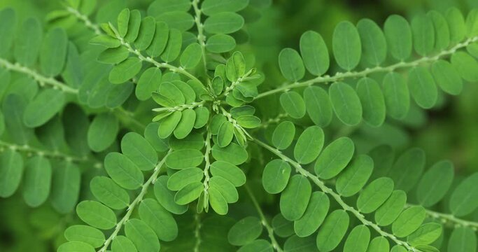 Phyllanthus niruri plant closeup. Gale of the wind. Stonebreaker. Seed under leaf.