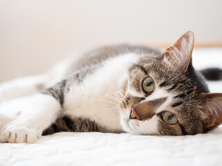Fototapeta na wymiar ベッドに横たわる可愛い猫