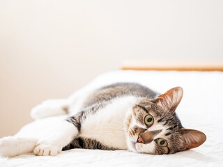 ベッドに横たわる可愛い猫 - obrazy, fototapety, plakaty