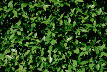 green background of leaves or lawn