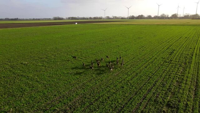 Drone shot of a group of wild deer running in a meadow in Drenthe, The Netherlands