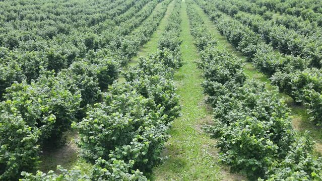 Hazelnut tree orchard growing in agricultural field, aerial view over farmland