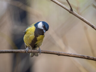 Cute bird Great tit, songbird sitting on the branch with blured background