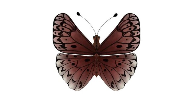 beautiful butterfly painting butterfly, drawing, wall art, painting , transparent background PNG, moth, Hand-drawn contour lines and strokes