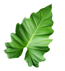 Philodendron large jungle leaf isolated on transparent background © nunawwoofy