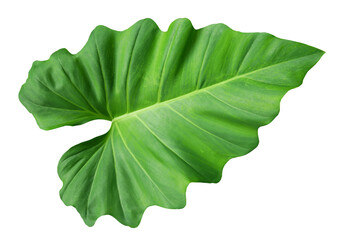 Philodendron leaves green nature tropical forest isolated on transparent background