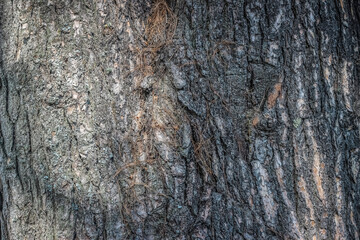 Pine Tree Trunk With Bark Closeup. Pine tree trunk bark closeup as wooden background
Pakistani Kumrat valley Pine Tree Closeup