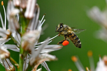 Western honey bee on asphodel // Westliche Honigbiene an Affodill-Blüte (Apis mellifera) - Greece