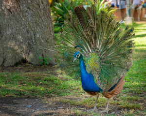 Fototapeta premium Closeup of a peacock roaming the grounds of the Alcazar in Seville, Spain