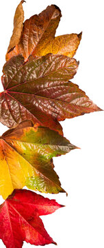 Digital png photo of colourful fall leaves on transparent background