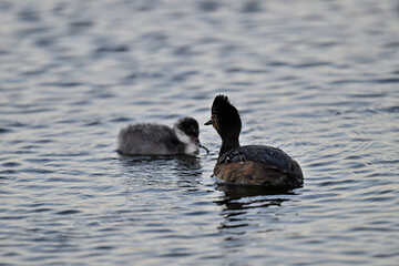 Eared Grebe aka Podiceps nigricollis