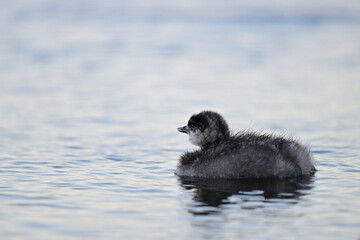 Eared Grebe aka Podiceps nigricollis