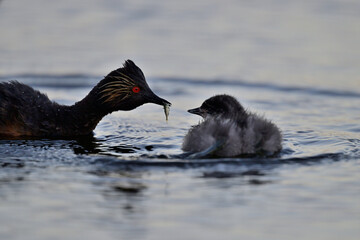 Eared Grebe aka Podiceps nigricollis