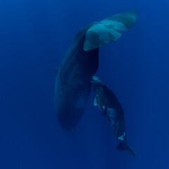 Mother sperm whale feeds her newborn baby with milk