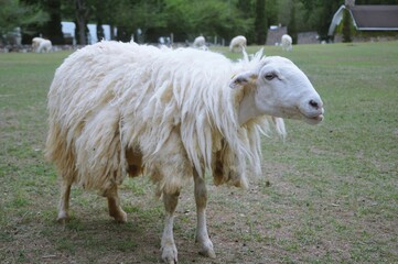 Obraz premium Sheep in farm, The Sheep on a farm outdoor