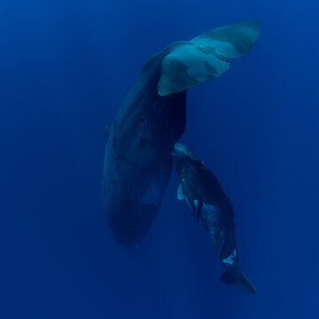 Mother sperm whale feeds her newborn baby with milk