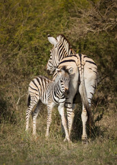 Zebra with foal standing in the bush in an African game reserve